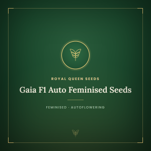 Gaia F1 Auto Feminised Seeds Gaia F1 Auto Feminised Seeds