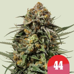 Gelato 44 Feminised Seeds Gelato 44 Feminised Seeds