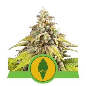 Green Gelato Auto Feminised Seeds Green Gelato Auto Feminised Seeds