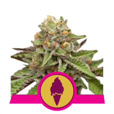 Green Gelato Feminised Seeds Green Gelato Feminised Seeds