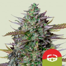 GOAT'lato Auto Feminised Seeds GOAT'lato Auto Feminised Seeds
