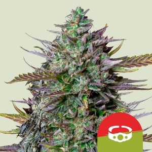 GOAT'lato Auto Feminised Seeds GOAT'lato Auto Feminised Seeds