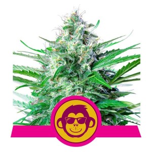 Grape Ape Feminised Seeds Grape Ape Feminised Seeds