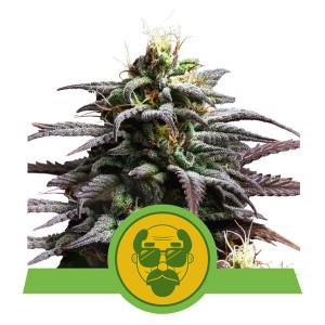 Granddaddy Purple Auto Feminised Seeds Granddaddy Purple Auto Feminised Seeds