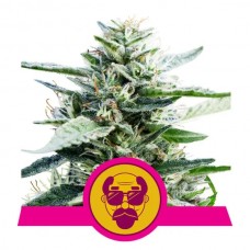 Granddaddy Purple Feminised Seeds Granddaddy Purple Feminised Seeds