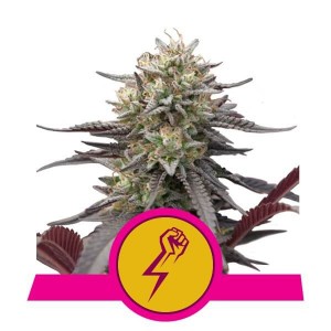 Green Crack Punch Feminised Seeds Green Crack Punch Feminised Seeds