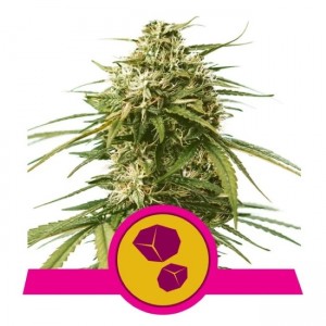 Gushers Feminised Seeds Gushers Feminised Seeds