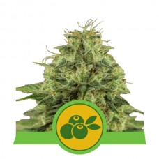 Haze Berry Auto Feminised Seeds Haze Berry Auto Feminised Seeds