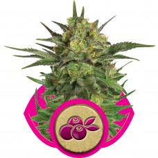 Haze Berry Feminised Seeds Haze Berry Feminised Seeds
