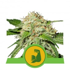 HulkBerry Auto Feminised Seeds HulkBerry Auto Feminised Seeds