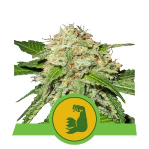 HulkBerry Auto Feminised Seeds HulkBerry Auto Feminised Seeds