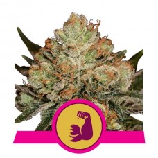 HulkBerry Feminised Seeds HulkBerry Feminised Seeds