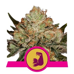 HulkBerry Feminised Seeds HulkBerry Feminised Seeds