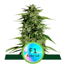 Hyperion F1 Auto Feminised Seeds Hyperion F1 Auto Feminised Seeds
