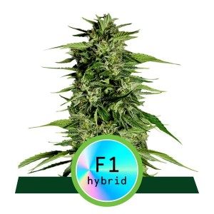 Hyperion F1 Auto Feminised Seeds Hyperion F1 Auto Feminised Seeds