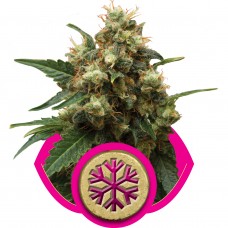 Ice Feminised seeds Ice Feminised seeds