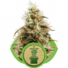 Royal Jack Auto Feminised Seeds Royal Jack Auto Feminised Seeds