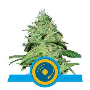Joanne's CBD Feminised Seeds Joanne's CBD Feminised Seeds