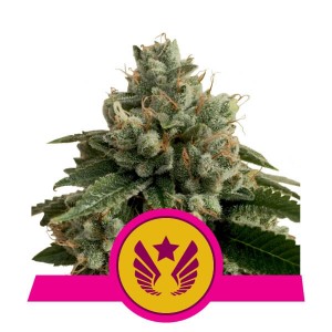 Legendary OG Punch Feminised Seeds Legendary OG Punch Feminised Seeds