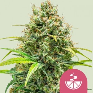 Lemon Skunk Feminised Seeds Lemon Skunk Feminised Seeds