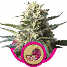 Lemon Shining Silver Haze Feminised Seeds Lemon Shining Silver Haze Feminised Seeds