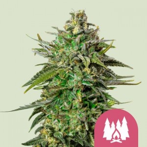 Larry OG Feminised Seeds Larry OG Feminised Seeds