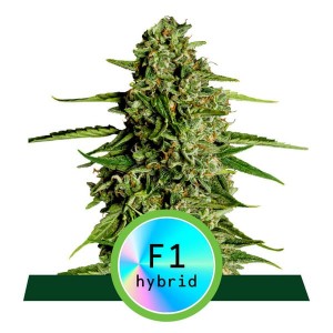 Medusa F1 Auto Feminised Seeds Medusa F1 Auto Feminised Seeds