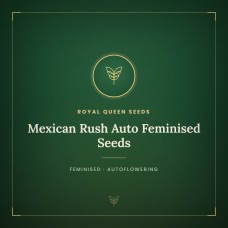 Mexican Rush Auto Feminised Seeds Mexican Rush Auto Feminised Seeds