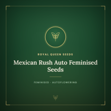 Mexican Rush Auto Feminised Seeds Mexican Rush Auto Feminised Seeds