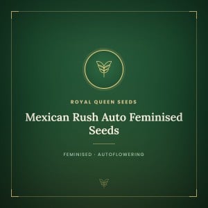 Mexican Rush Auto Feminised Seeds