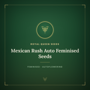 Mexican Rush Auto Feminised Seeds Mexican Rush Auto Feminised Seeds