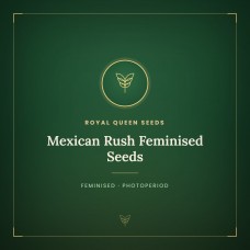 Mexican Rush Feminised Seeds