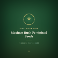 Mexican Rush Feminised Seeds Mexican Rush Feminised Seeds