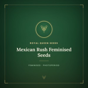 Mexican Rush Feminised Seeds Mexican Rush Feminised Seeds