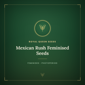 Mexican Rush Feminised Seeds Mexican Rush Feminised Seeds