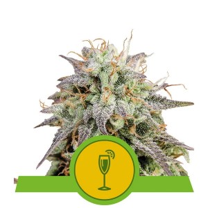 Mimosa Auto Feminised Seeds Mimosa Auto Feminised Seeds