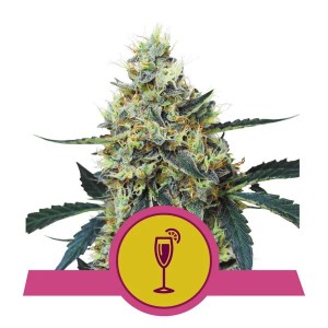 Mimosa Feminised Seeds Mimosa Feminised Seeds