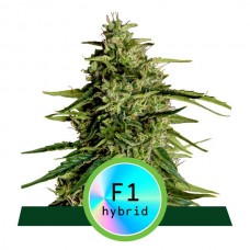 Milky Way F1 Auto Feminised Seeds Milky Way F1 Auto Feminised Seeds