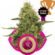 Northern Light Feminised Seeds Northern Light Feminised Seeds