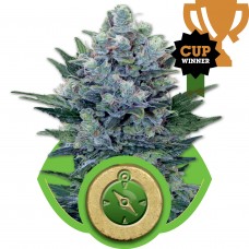 Northern Light Auto Feminised Seeds Northern Light Auto Feminised Seeds