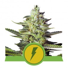 North Thunderfuck Auto Feminised Seeds North Thunderfuck Auto Feminised Seeds