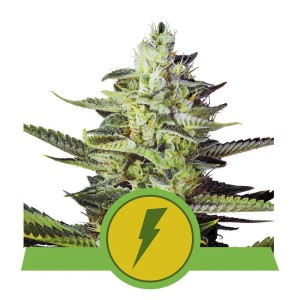 North Thunderfuck Auto Feminised Seeds North Thunderfuck Auto Feminised Seeds
