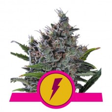 North Thunderfuck Feminised Seeds North Thunderfuck Feminised Seeds