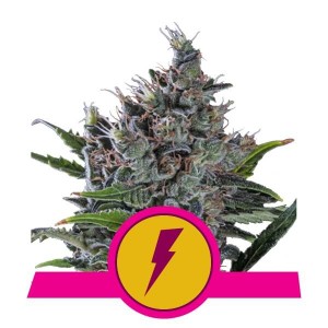 North Thunderfuck Feminised Seeds North Thunderfuck Feminised Seeds