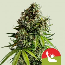 NYC Sour D Auto Feminised Seeds NYC Sour D Auto Feminised Seeds