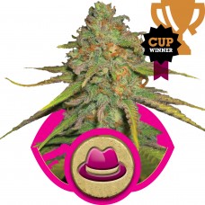 O.G. Kush Feminised Seeds O.G. Kush Feminised Seeds