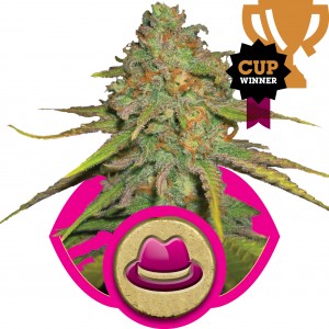 O.G. Kush Feminised Seeds O.G. Kush Feminised Seeds