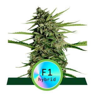 Orion F1 Auto Feminised Seeds Orion F1 Auto Feminised Seeds