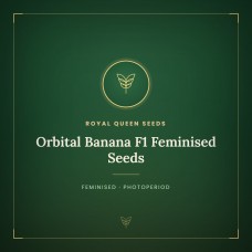 Orbital Banana F1 Feminised Seeds