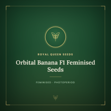 Orbital Banana F1 Feminised Seeds Orbital Banana F1 Feminised Seeds